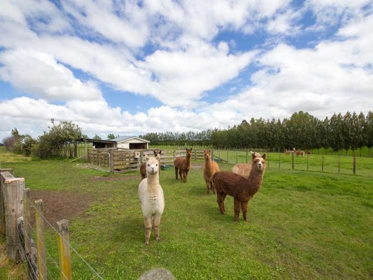 99 Spur Road West Feilding_17