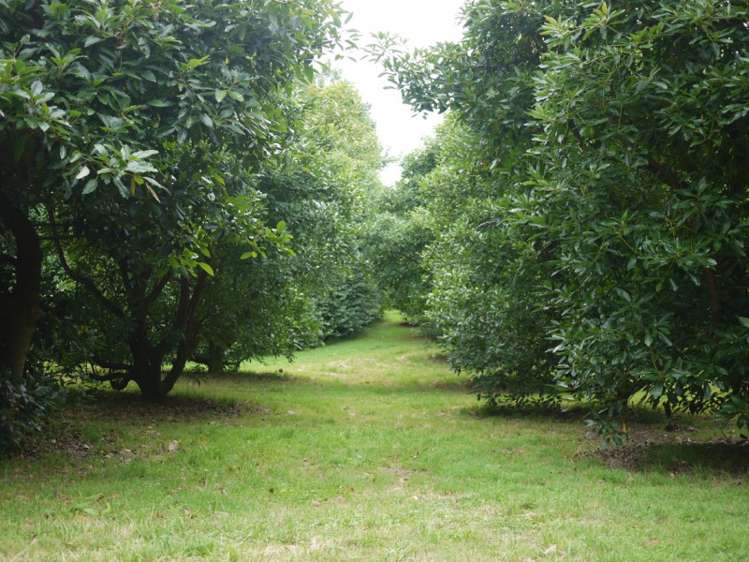 760 Allport Road Paengaroa_21