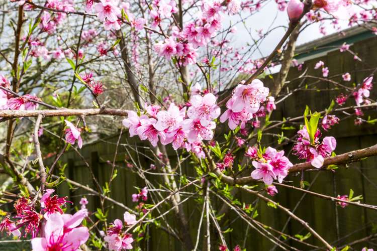 3 Topaz Street Birchville_18