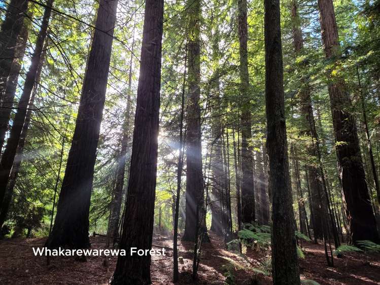 3 Jameson Avenue Fenton Park_25