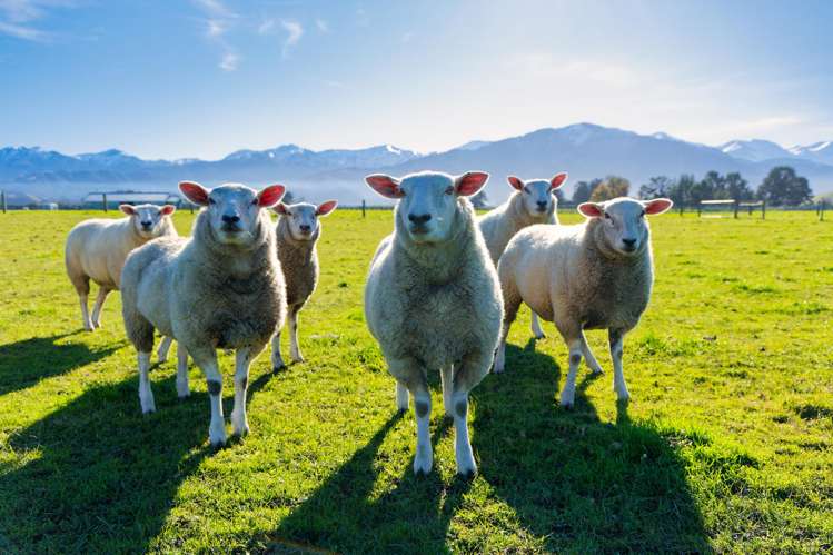 12 Te Ao Wharepapa Lane Kaikoura_24