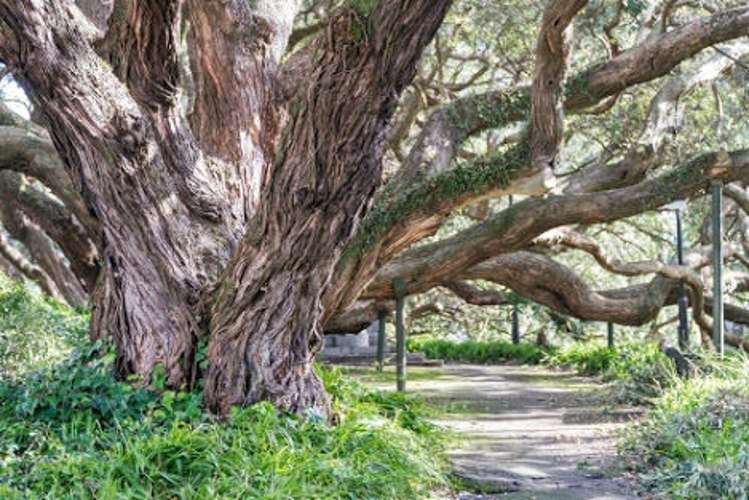 2b/2 Eden Crescent Auckland Central_7