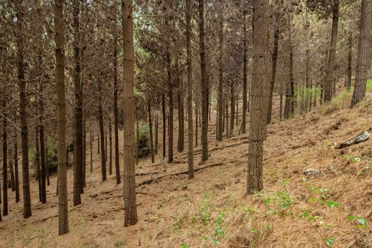 State Highway 63 Renwick_12