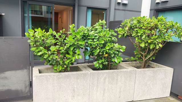 150/6 Dockside Lane Auckland Central_1