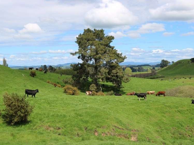 196 Hildreth Road Arapuni_41