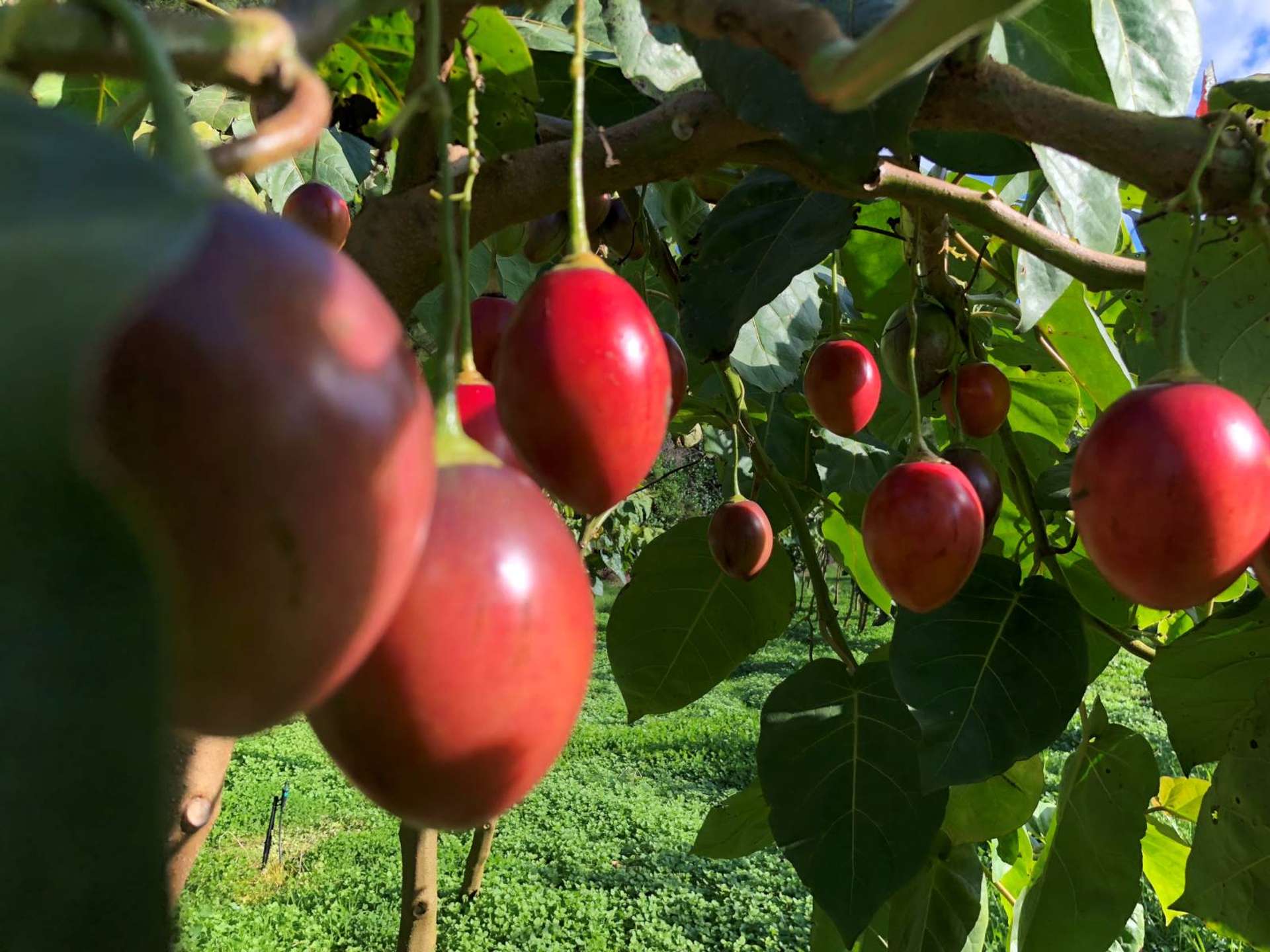 1358 State Highway 14 Maungatapere_0