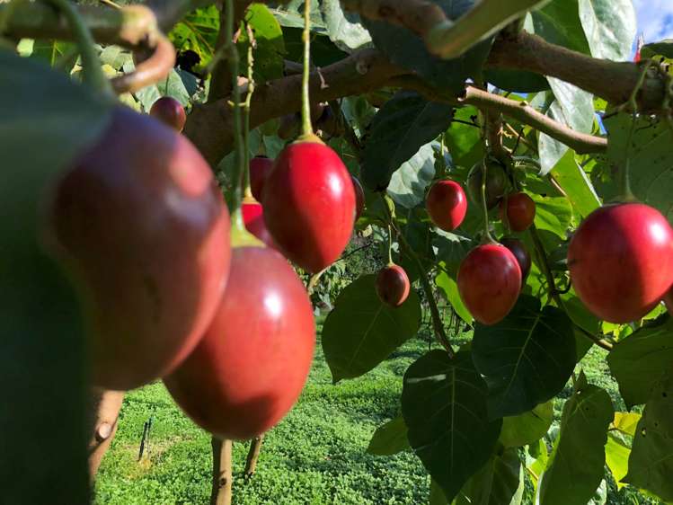 1358 State Highway 14 Maungatapere_0