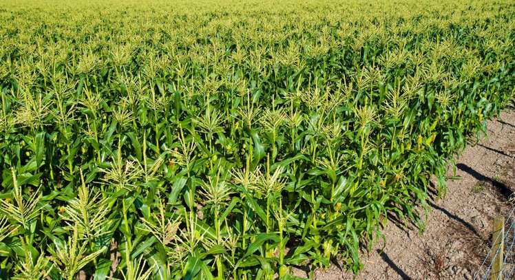 363 Matawai Road Waerenga A Hika_7