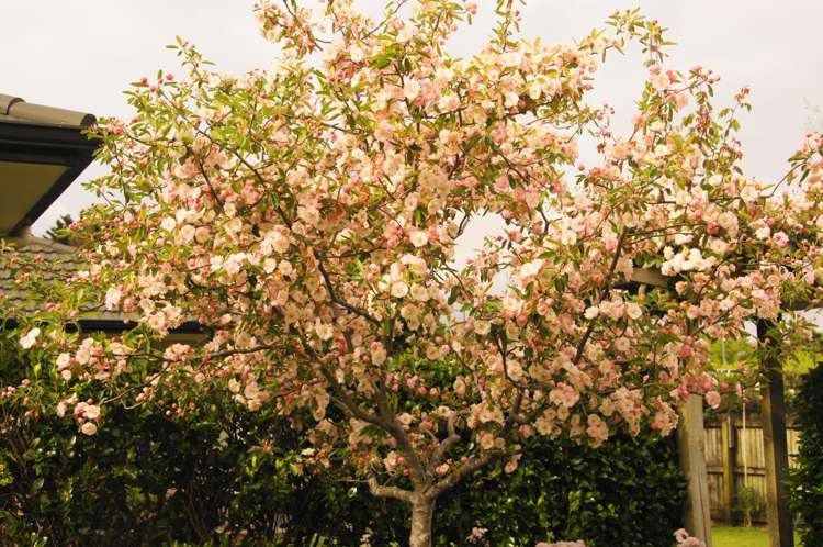 9 Valleyside Way Pukekohe_21