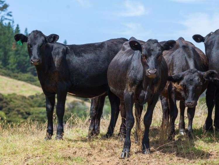 94b Carey Road Port Charles_4