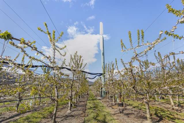Established Cherry Orchard