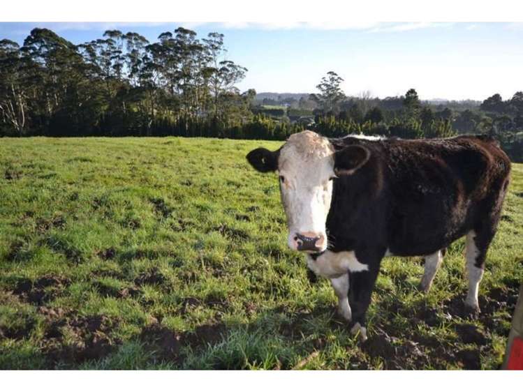 Riddell Road Kerikeri_5