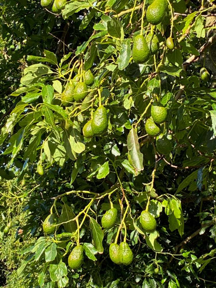 23 Collins Lane Te Puke_26