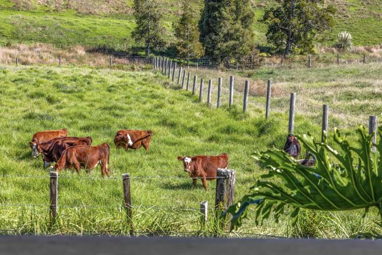 509 Old Woodcocks Road Kaipara Flats_7