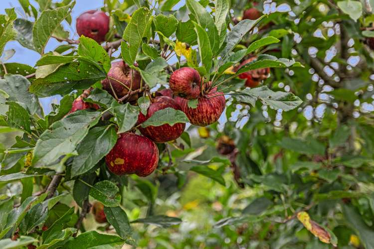 40 Woodleigh Place Ohauiti_22