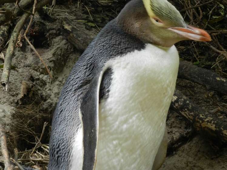 1265 Harington Point Road Harington Point_29