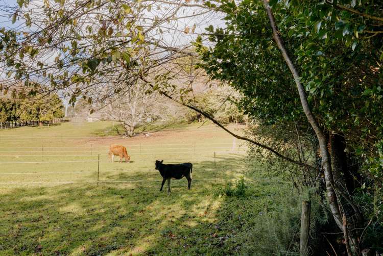 1164 Maniatutu Road Pongakawa_28