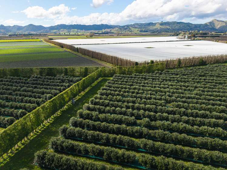 590 Matawai Road Waerengaahika_2