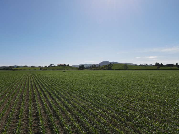 390 Marychurch Road Matangi_13