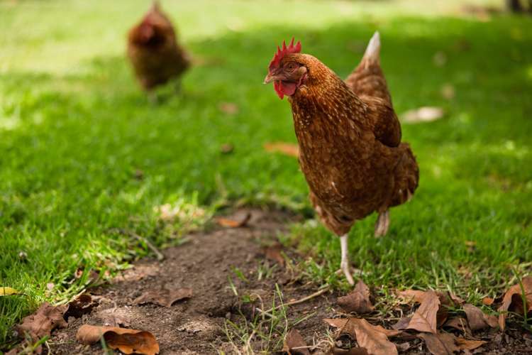 12r Zapote Place Ohauiti_28