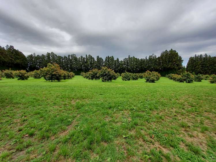 168 No 1 Road Te Puke_11