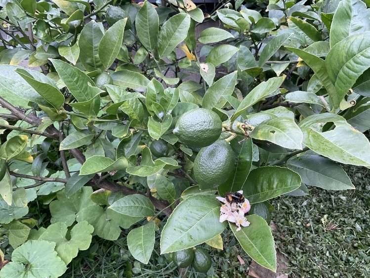 2/74 Cambridge Terrace Waterloo_14