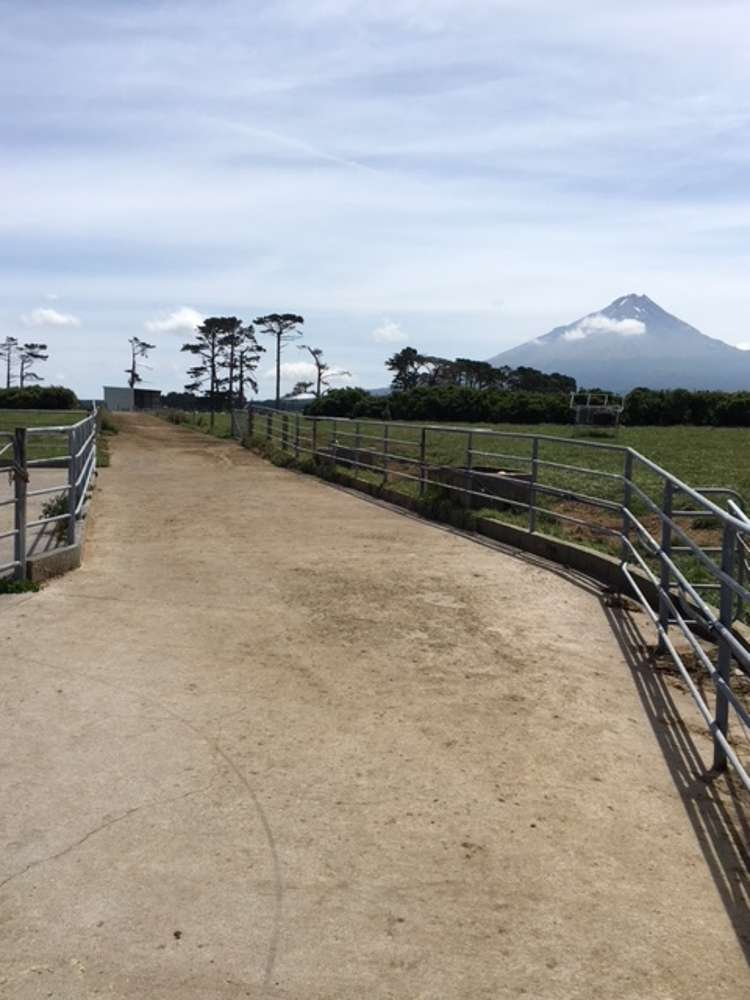 1703 Eltham Road Riverlea_8