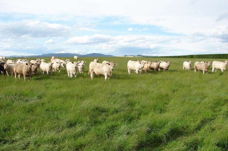 389 Mckenzie Road Winton Surrounds_9