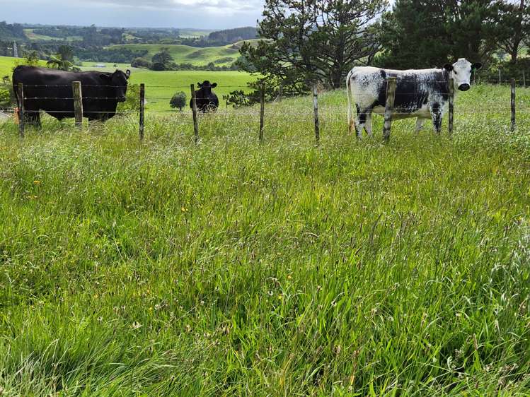 783 Mangorei Road Mangorei_3