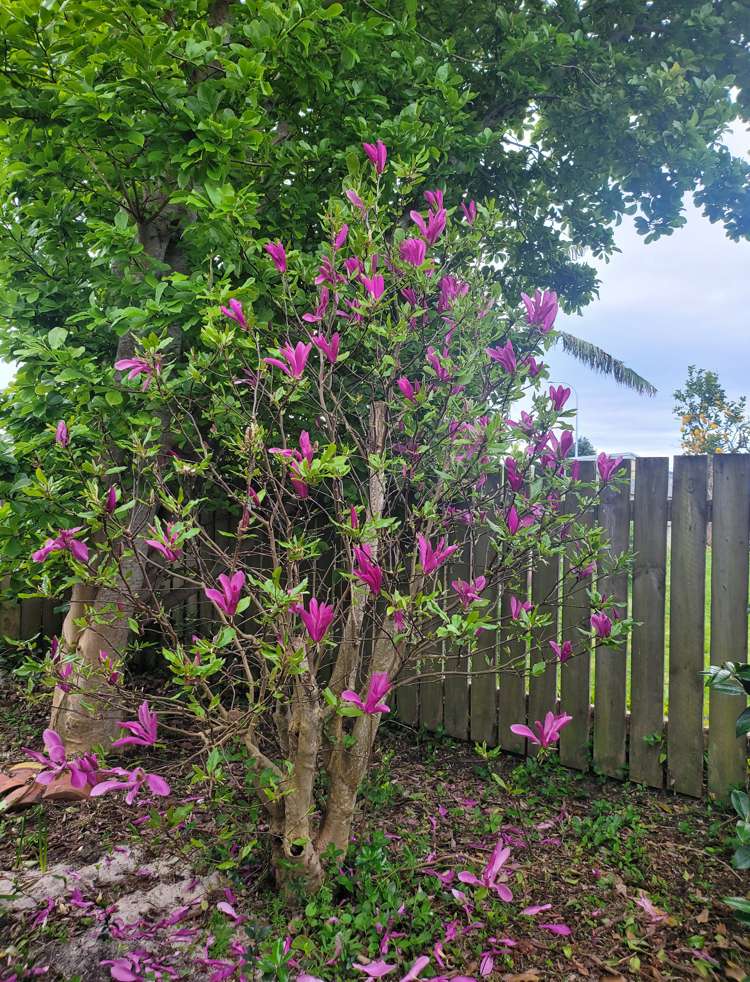 17 Hakanoa Street Huntly_30