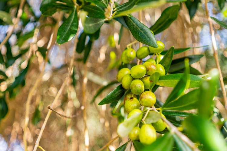 429 Glenmohr Road Waipu_18