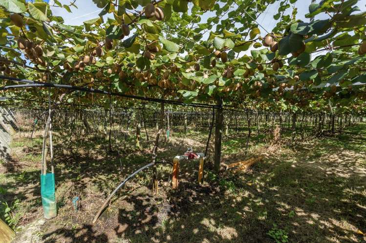 278 Paroa Road Whakatane Surrounds_9