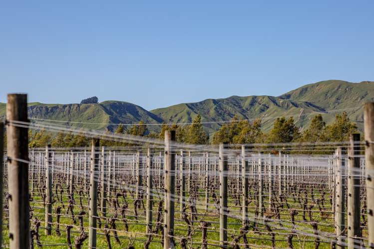 248 Te Muna Road Martinborough_11