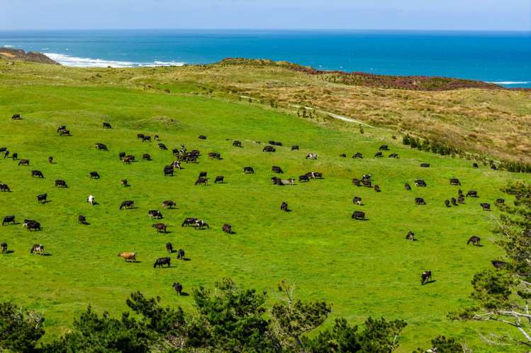 780 Te Maire Road Te Kopuru_20