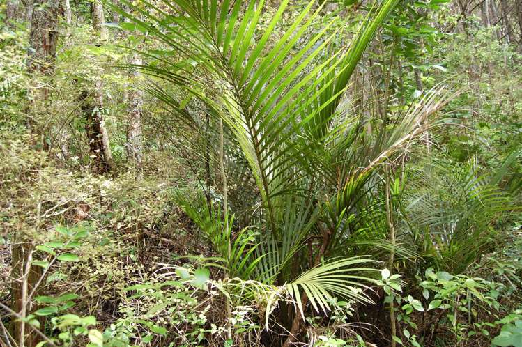 542 Oneriri Road Kaiwaka_15