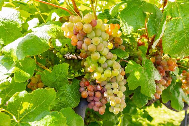 5 Cook Street Havelock_28