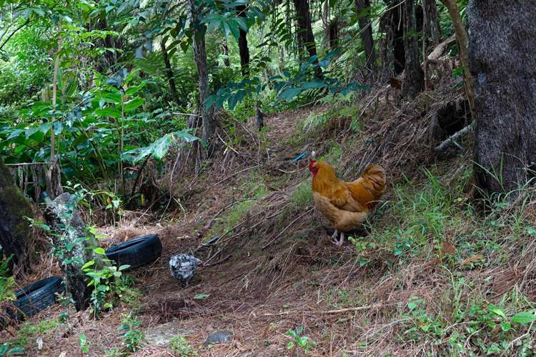 Unit 1/30 Chorley Avenue Massey_13