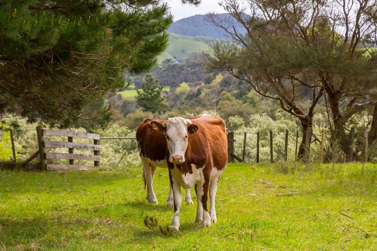 960 Norfolk Road Carterton_18