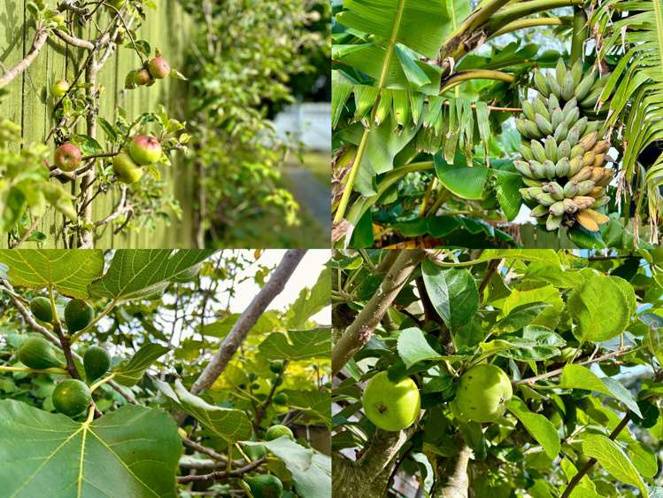 53 Paparoa Road Cockle Bay_37