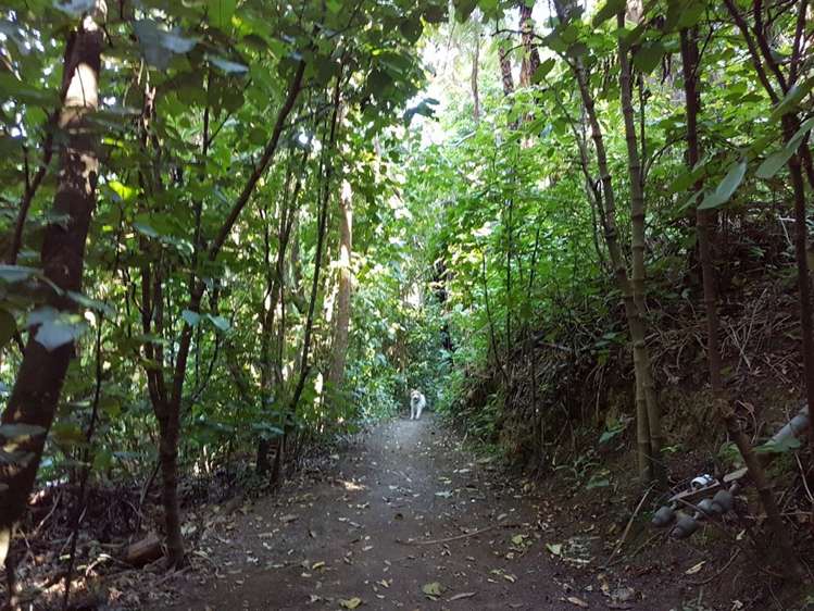 Torea Moua Bay Marlborough_20