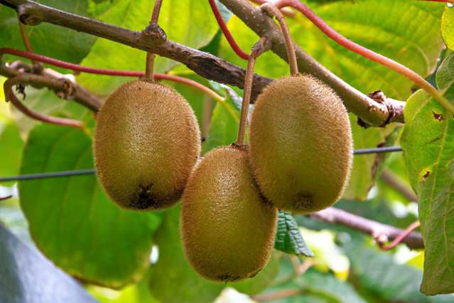 781 Rewatu Road Whakatane_4