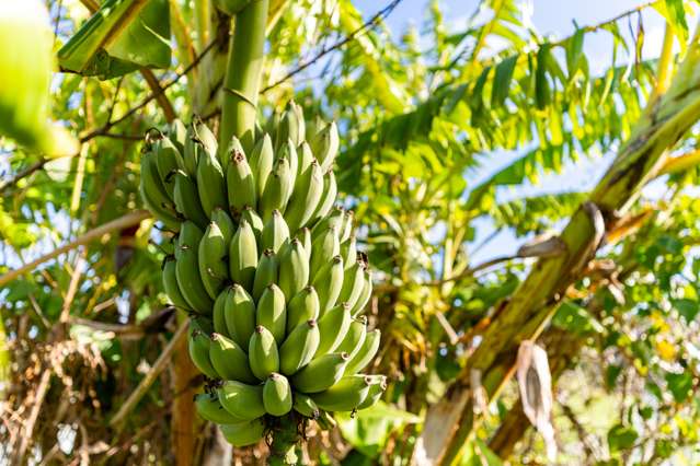 52B Hooks and Halls Road Waimamaku_3