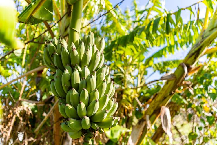 52B Hooks and Halls Road Waimamaku_3