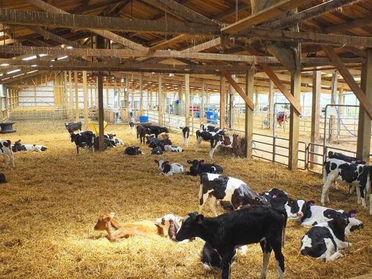 293 Forbes Road Winton Surrounds_7