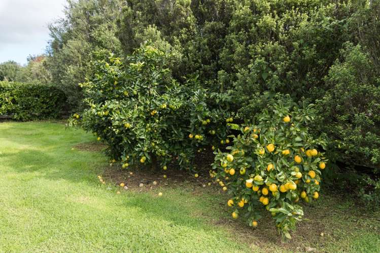 88 Shepherd Road Kerikeri_49