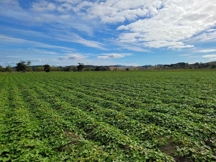 142 Awakino Point North Road Dargaville Surrounds_7