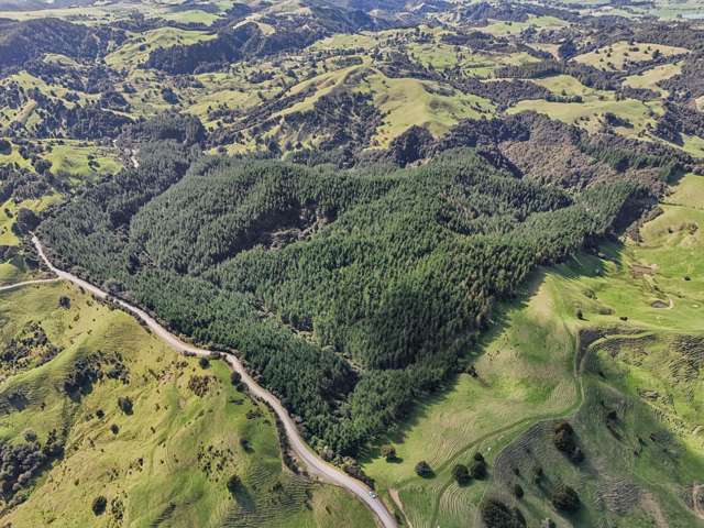 Mature forestry block - Springfield