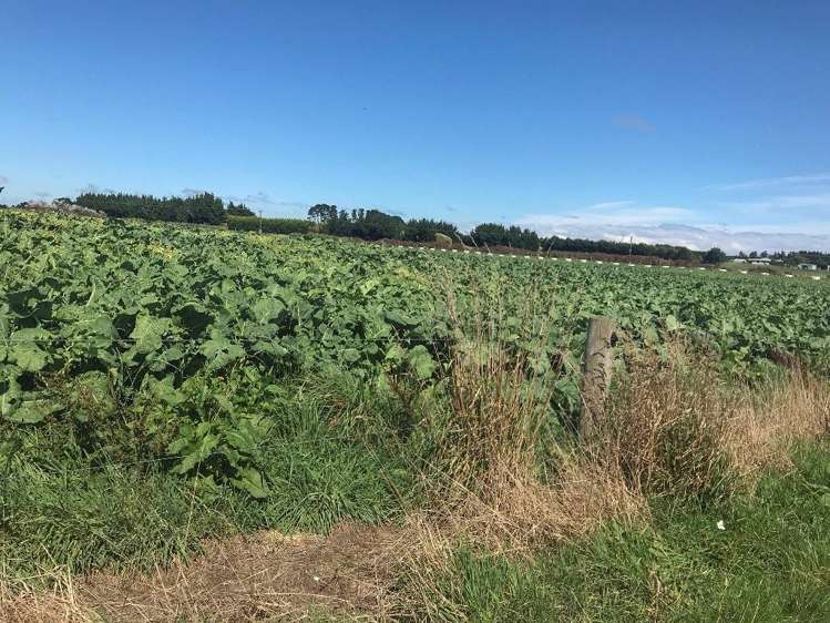 112 Kennington Waimatua Road Kennington_23