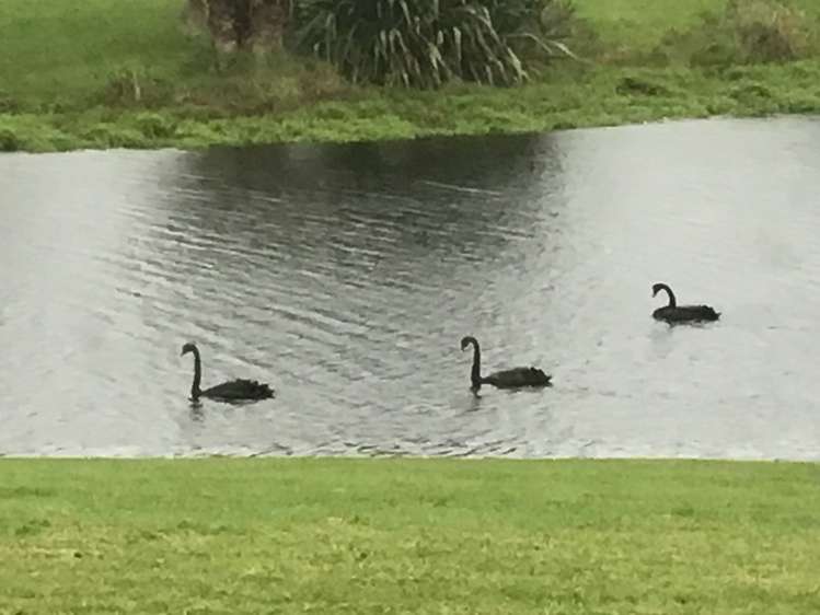 11 Captains Loop Haruru_22