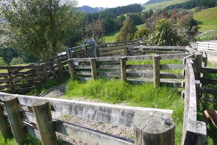121 Guy Road Kaipara Flats_17